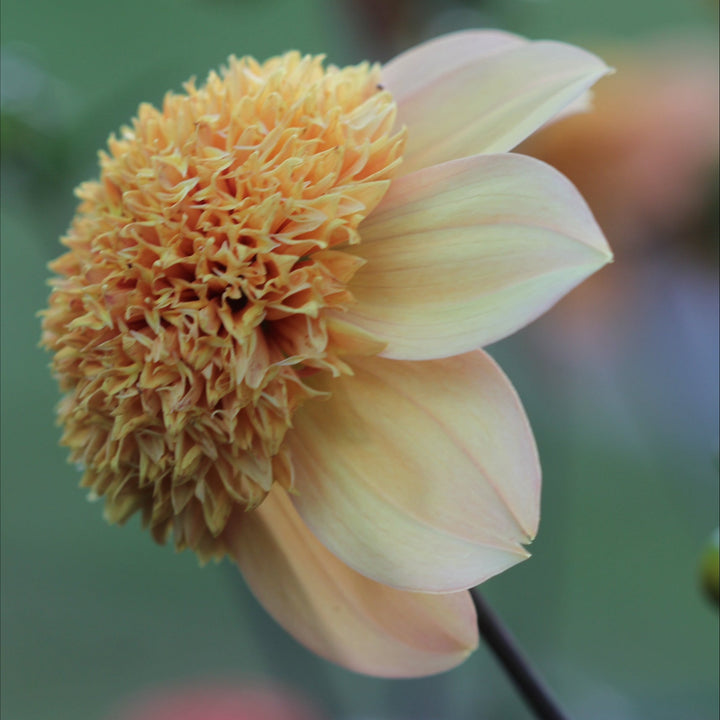 Dahlia Sandia Brocade