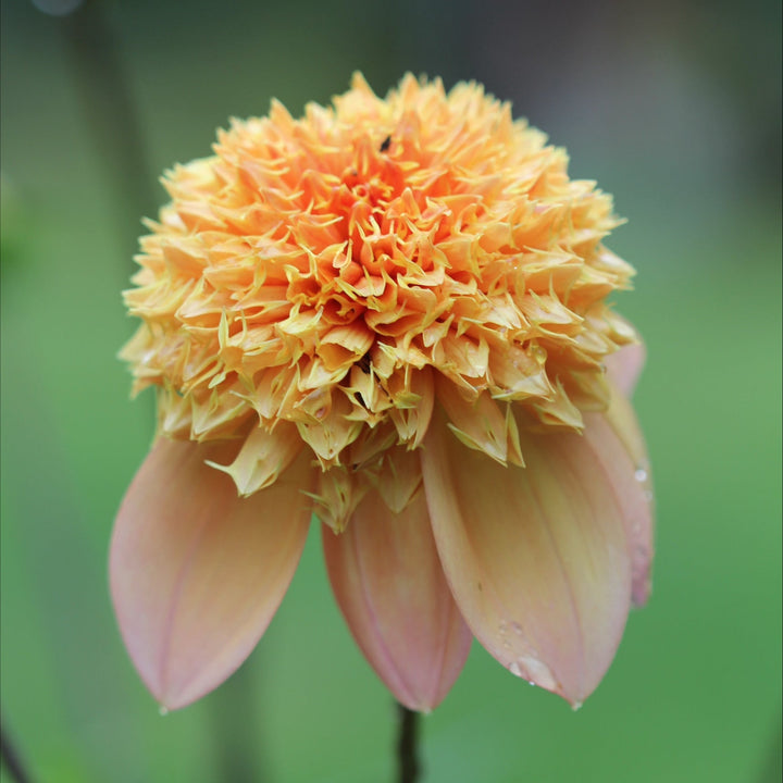 Dahlia Sandia Brocade