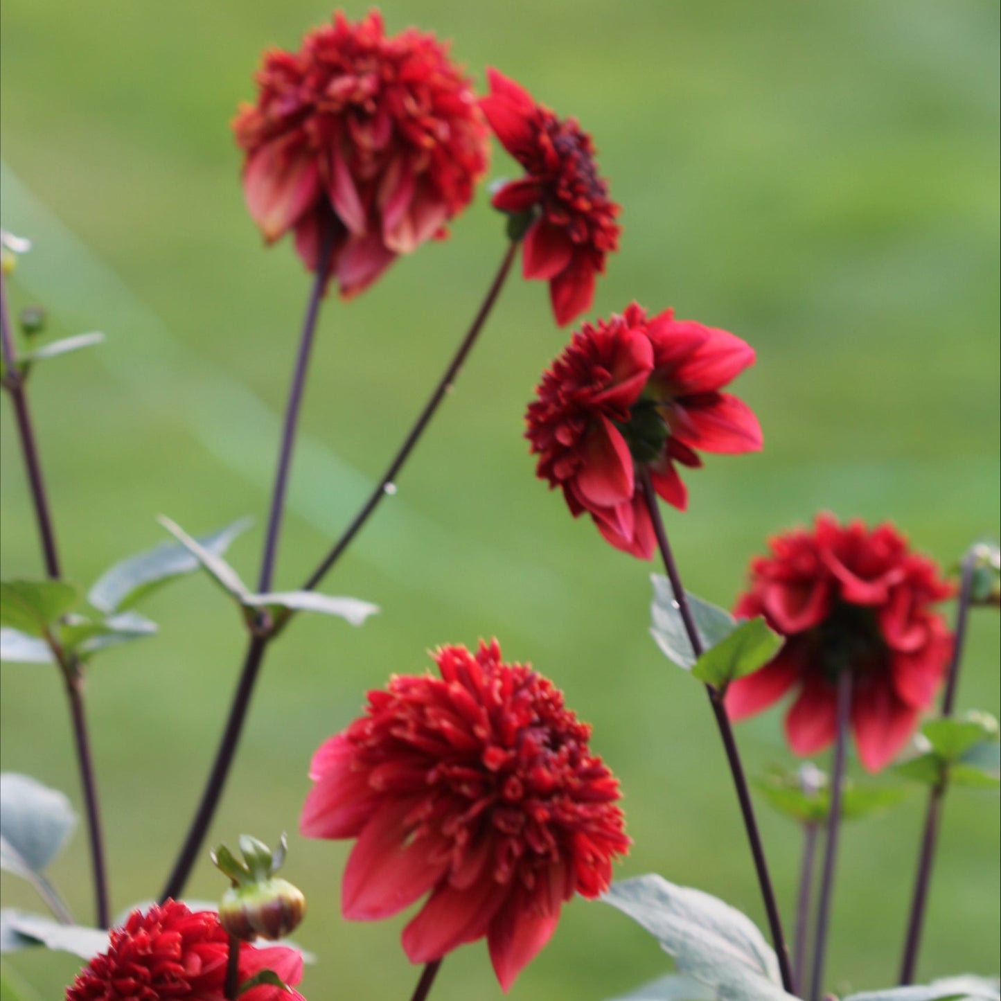 Dahlia Adams Chois Nyhet!