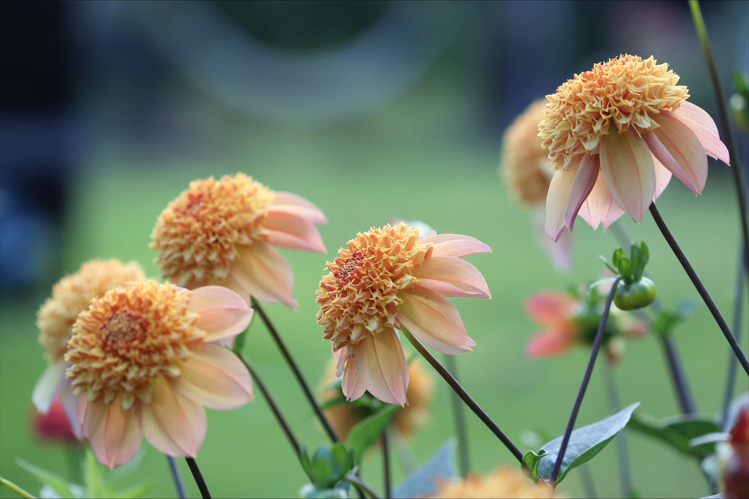 Dahlia Sandia Brocade
