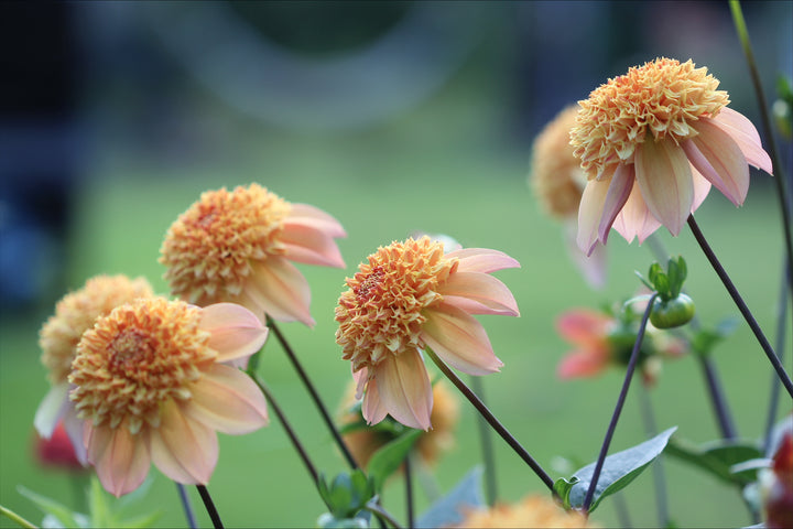 Dahlia Sandia Brocade