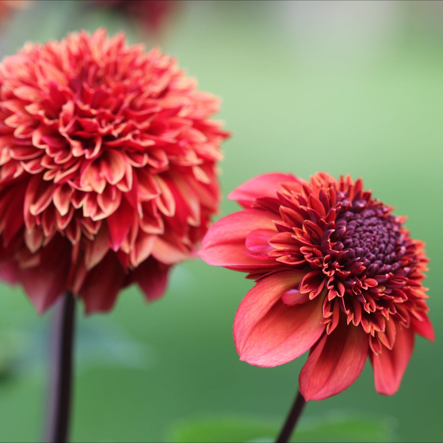 Dahlia Adams Chois Nyhet!