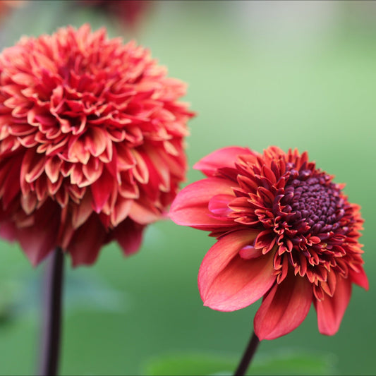 Dahlia Adams Choice Nyhet!