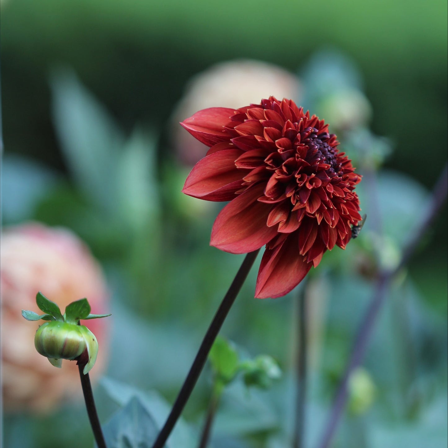 Dahlia Adams Chois Nyhet!