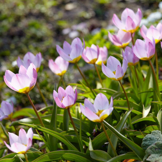 Tulpan Bakeri Lilac Wonder 7st