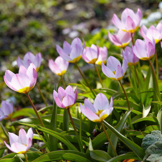 Tulpan Bakeri Lilac Wonder 7st