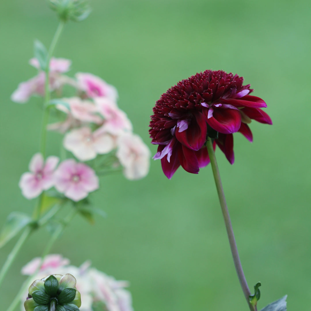 Dahlia Rosie Raven