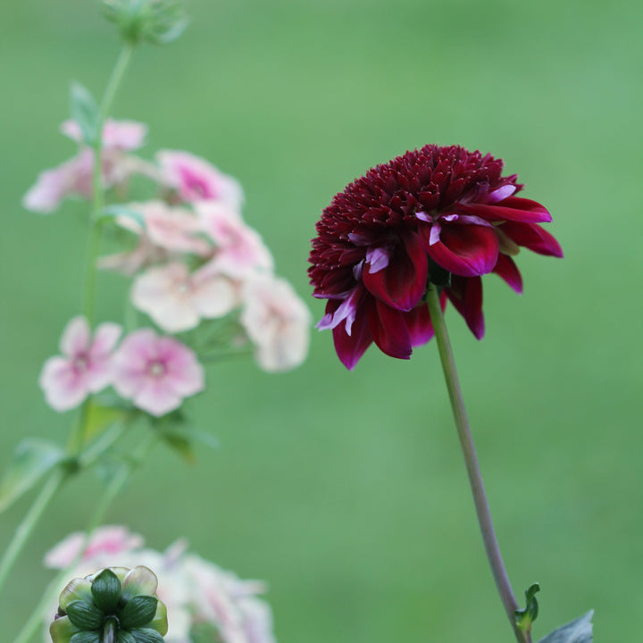 Dahlia Rosie Raven