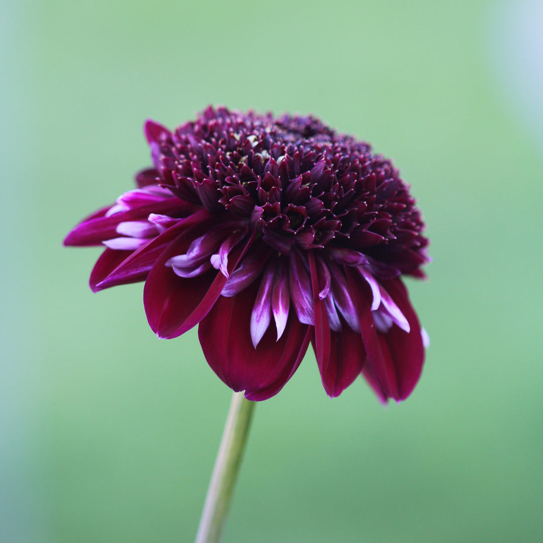 Dahlia Rosie Raven