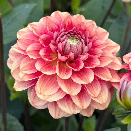 Dahlia Salmon Society Nyhet!