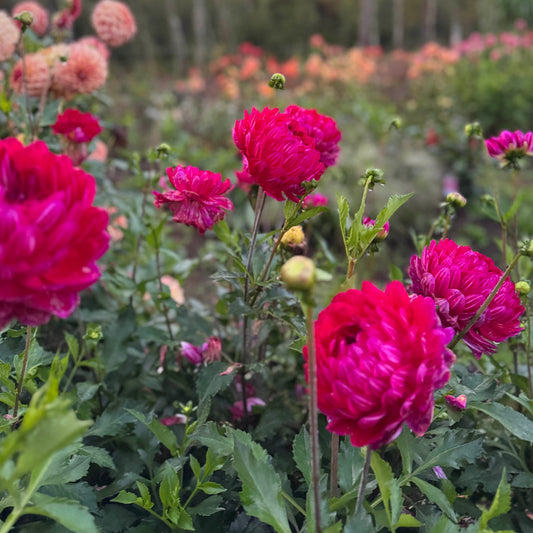 Dahlia Sandia Bertha Nyhet!