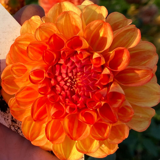 Dahlia Orange Symphony