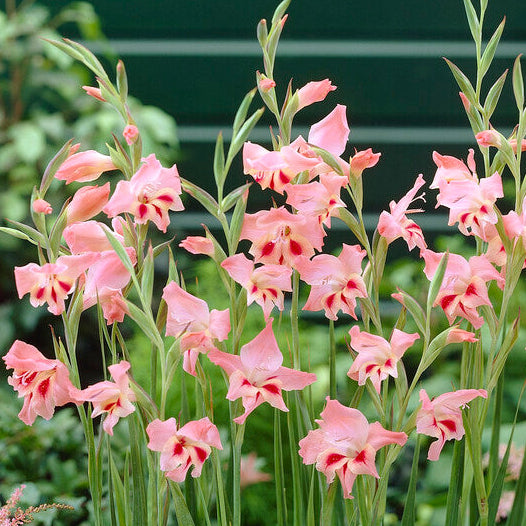 Gladiolus nanus Nathalie 10st