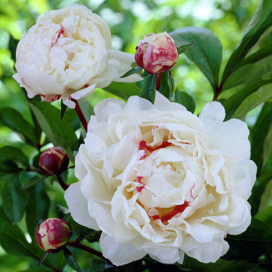 Pion Festiva Maxima