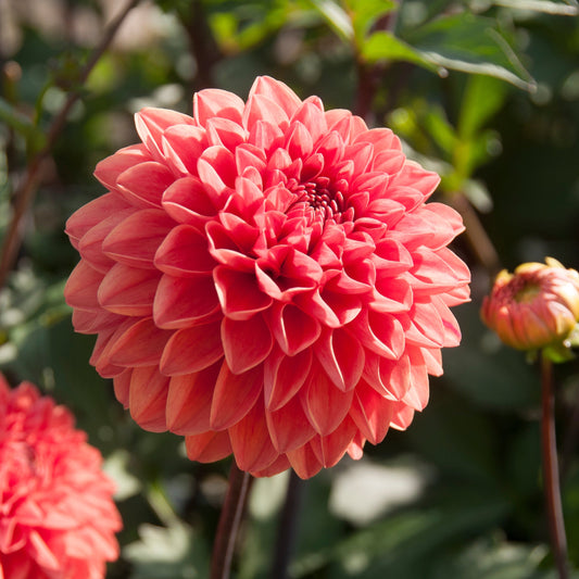 Dahlia Blitzer Nyhet!