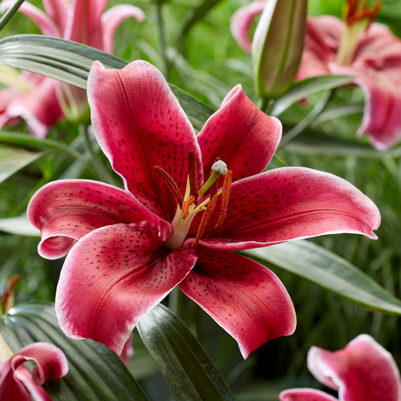 Lilja Corvara 3st – Dahlias By Linn