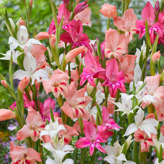 Gladiolus nanus Mix 10st