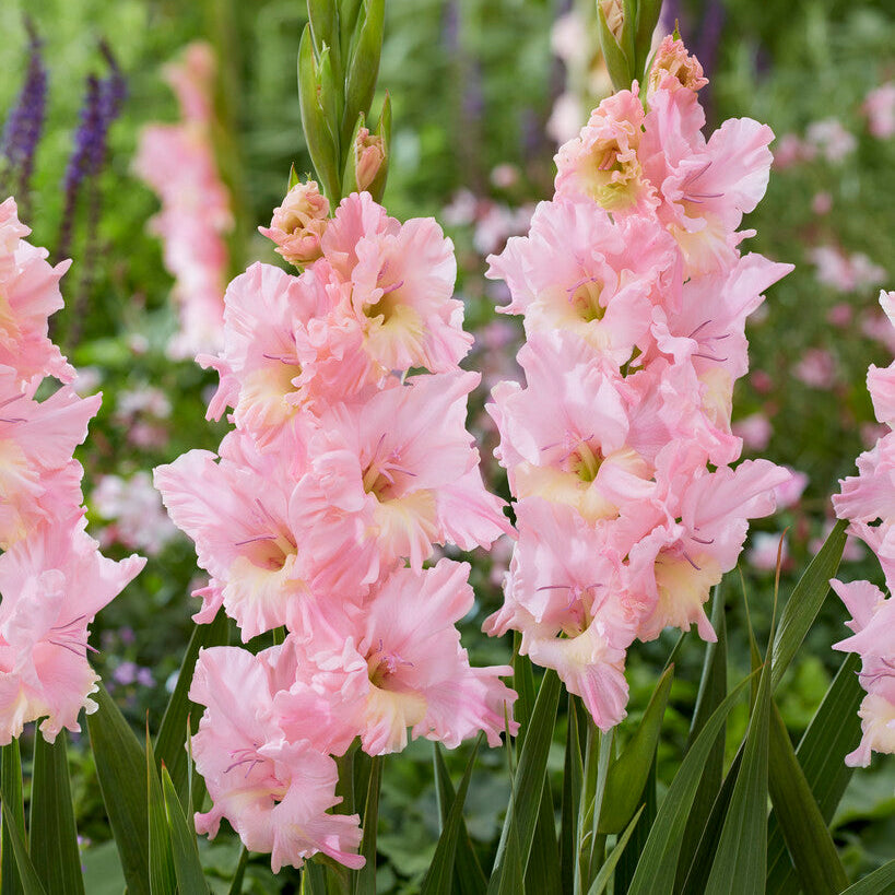 Gladiolus Pink Lightning