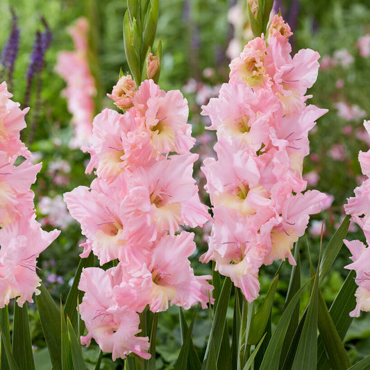 Gladiolus Pink Lightning