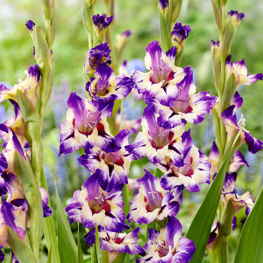 Gladiolus Circus Color 10st