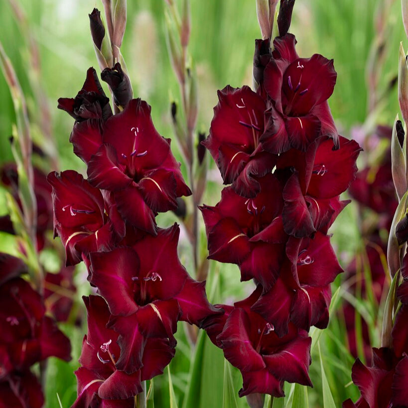 Gladiolus Black Surprise 10st
