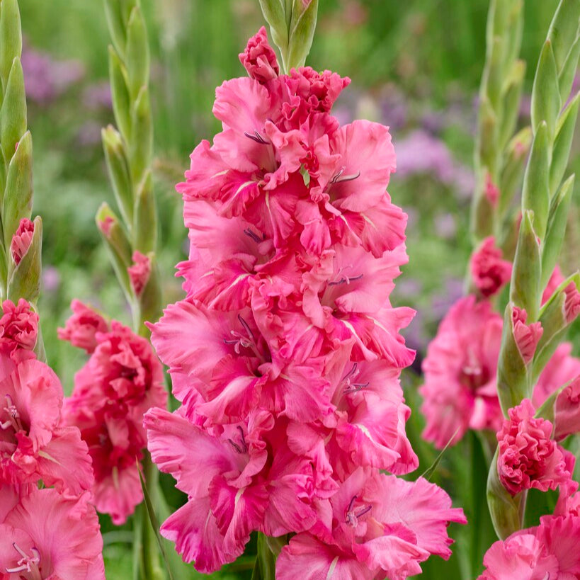 Gladiolus Kingston Ruffle 10st