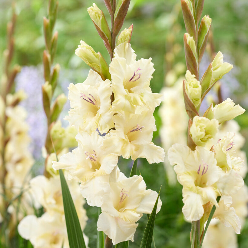 Gladiolus Dreamy Creamy 10st