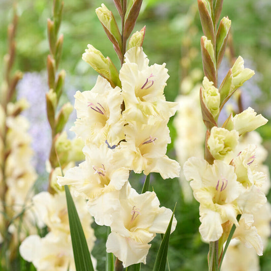 Gladiolus Dreamy Creamy 10st