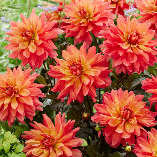 Dahlia Camelot Nyhet!