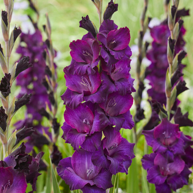 Gladiolus Mombasa 10st