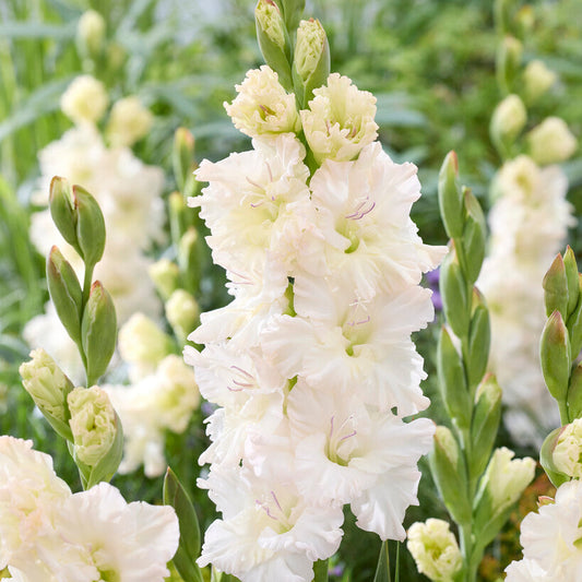 Gladiolus Ivory Perfection 10st