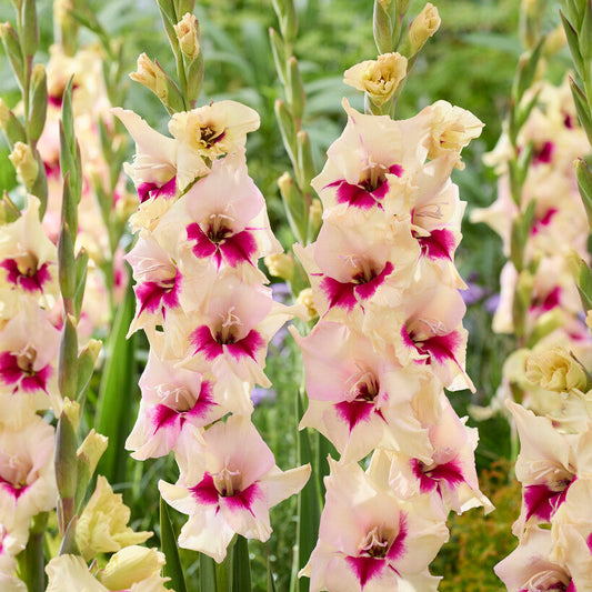 Gladiolus Amber Mistique 10st