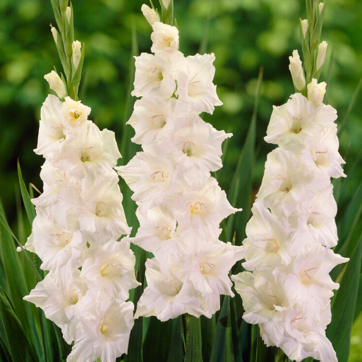 Gladiolus White Glory 10st