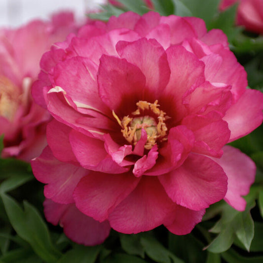 Pion Julia Rose (itoh)