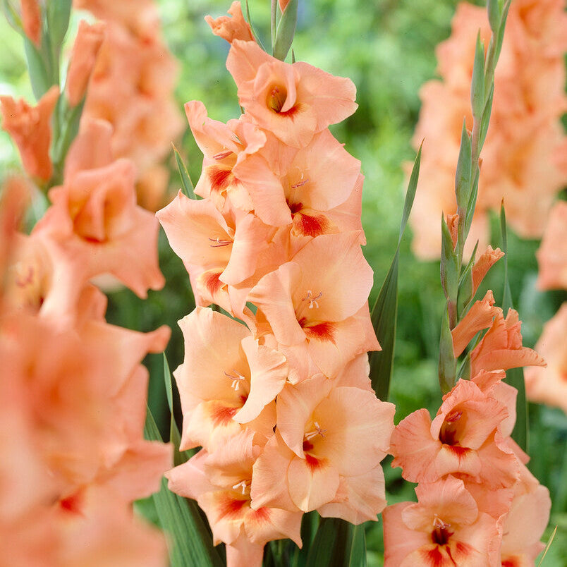 Gladiolus Peter Pears 10st