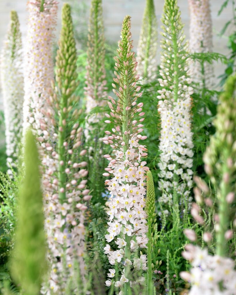 Eremurus robustus Stäpplilja 1st