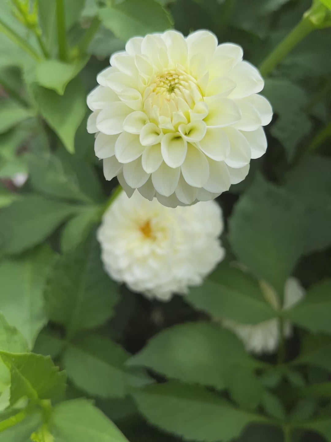 Dahlia White Aster