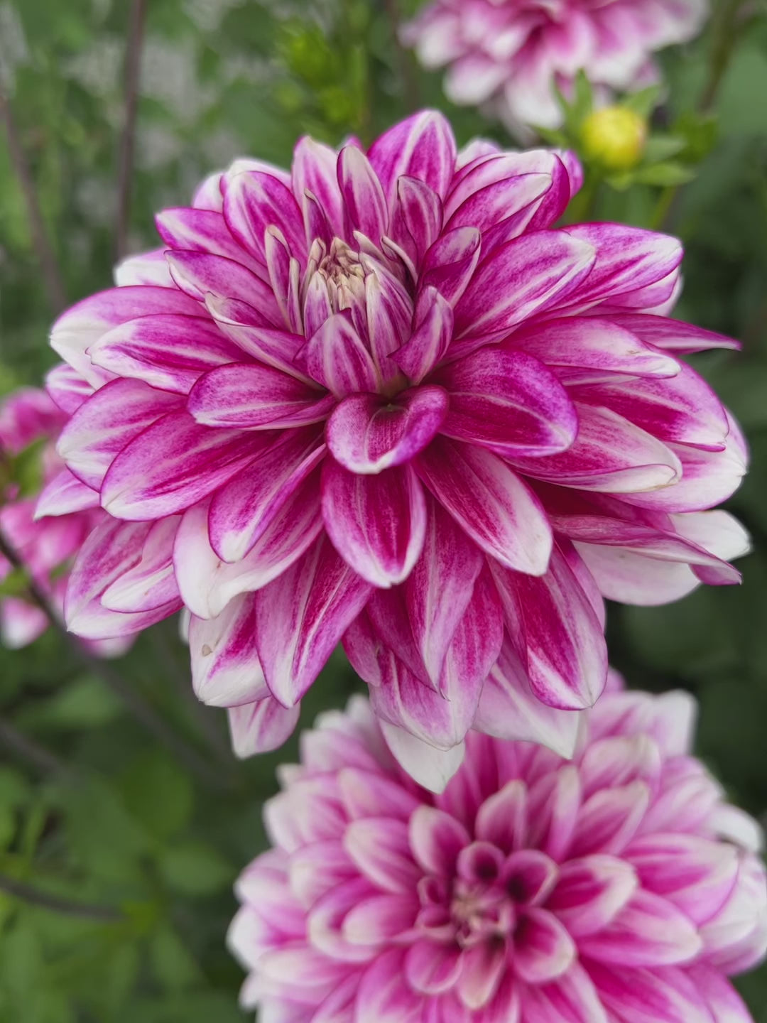 Dahlia Hemisphere