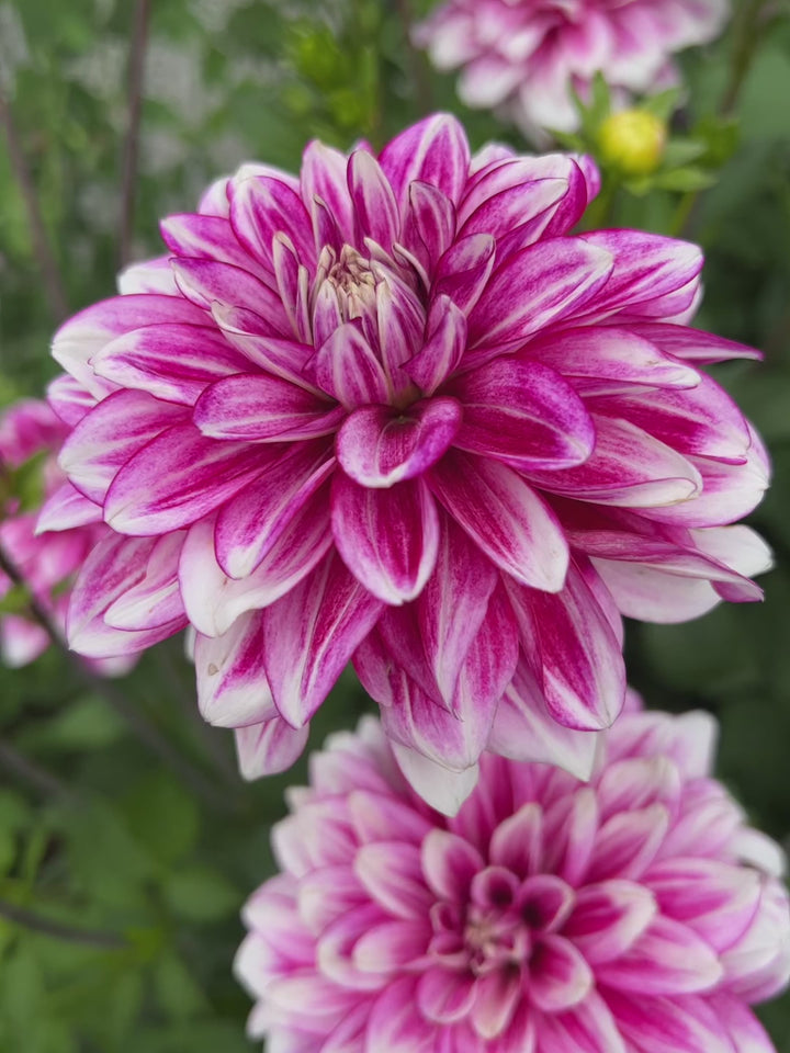 Dahlia Hemisphere