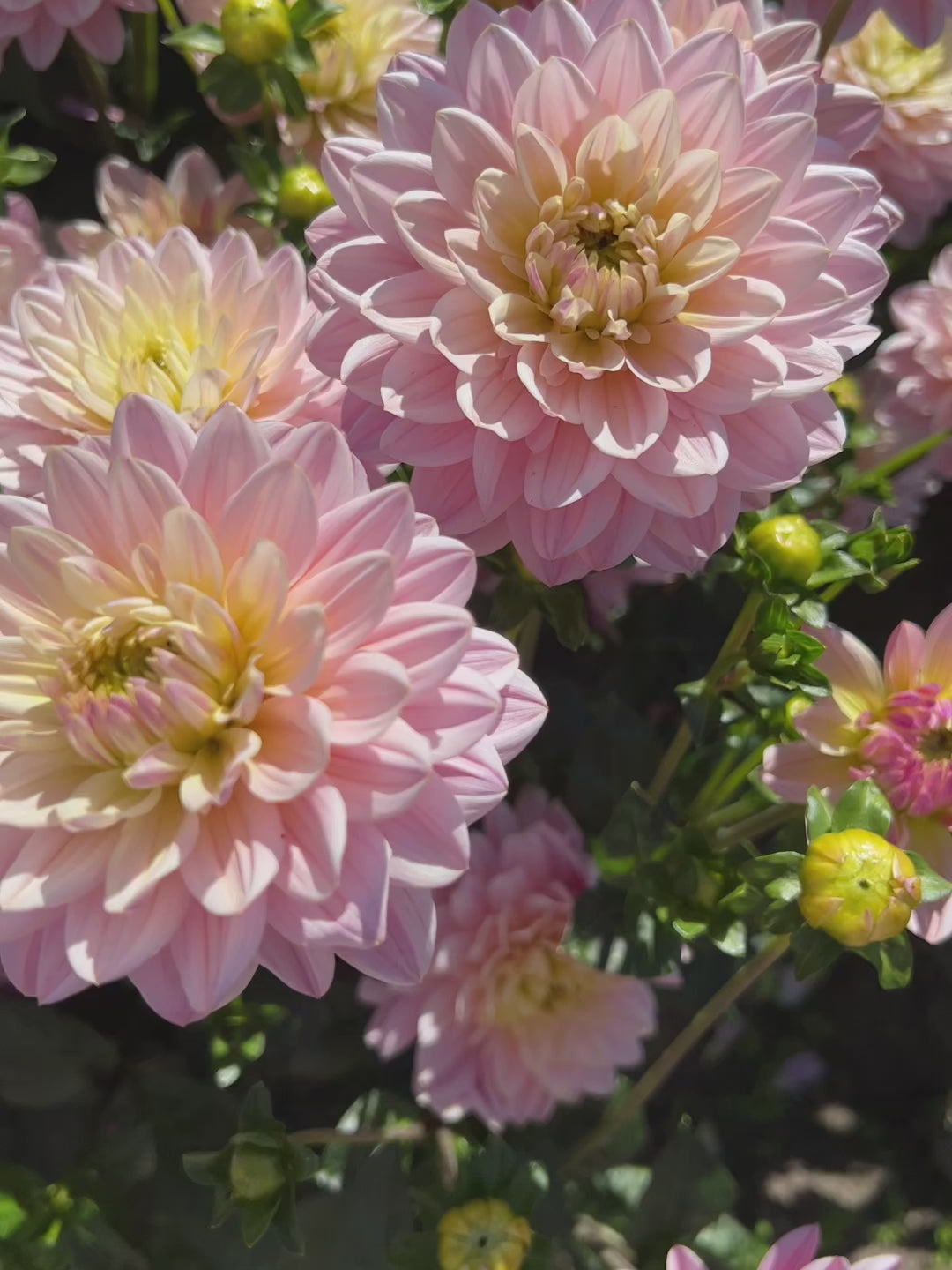 Dahlia Pink Magic