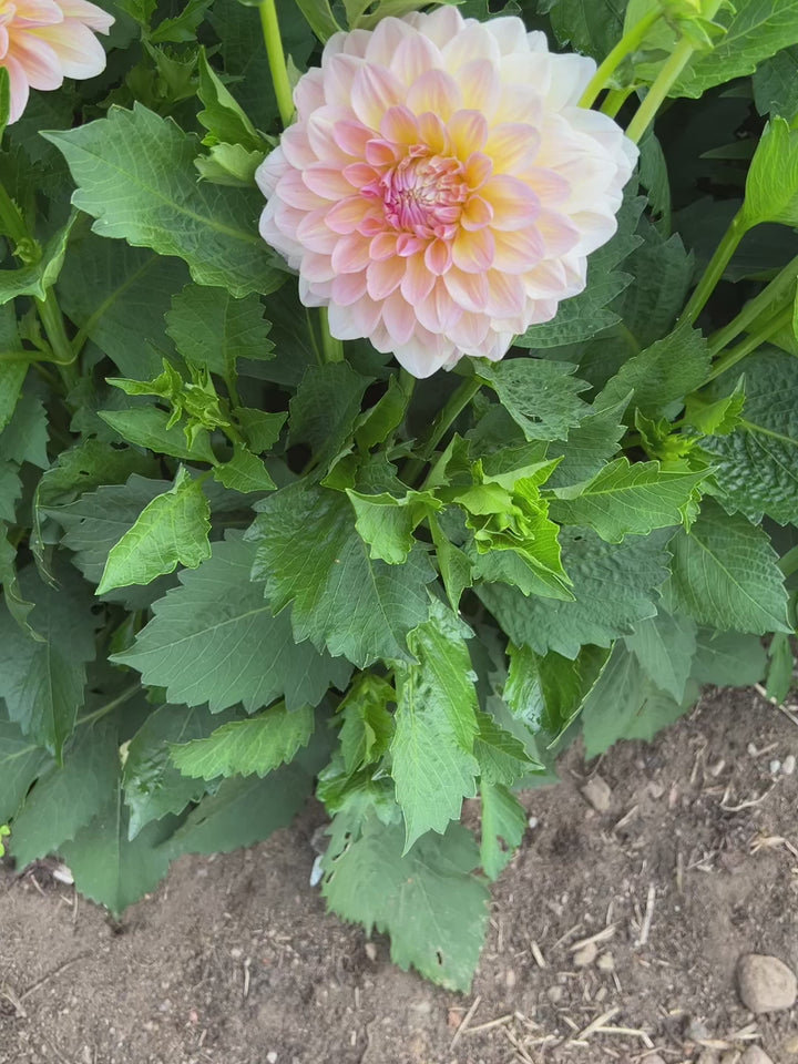Dahlia Maya UTGÅR!