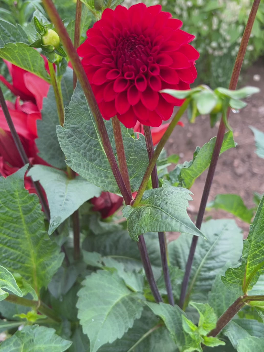 Dahlia Red Cape