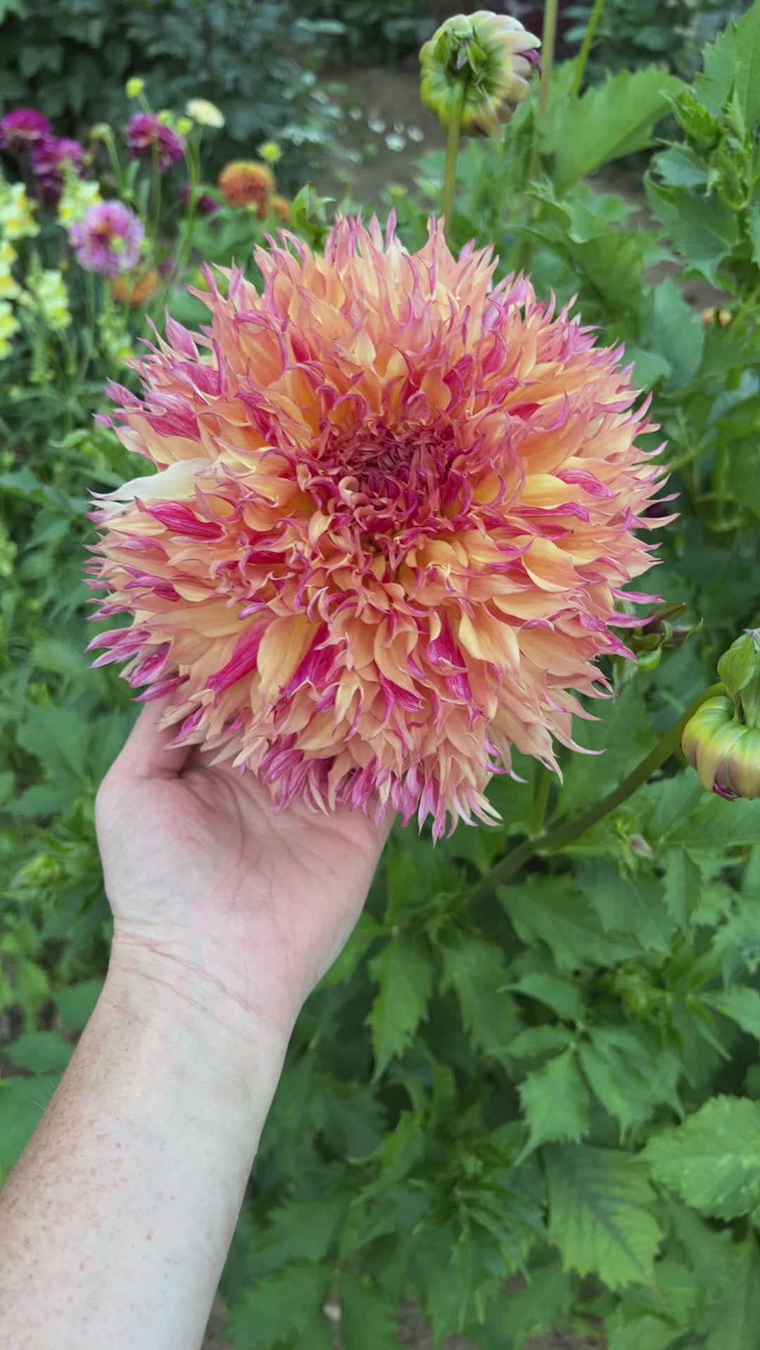 Dahlia Myrtle´s Folly