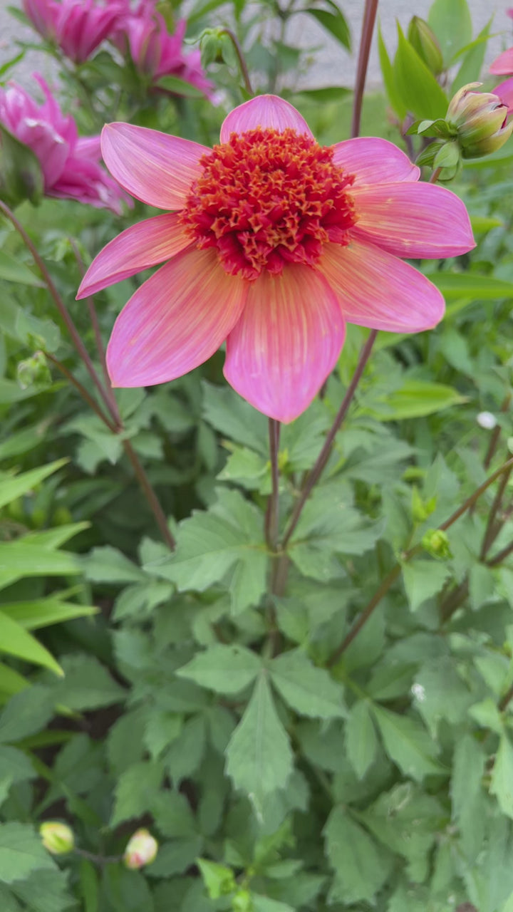 Dahlia Totally Tangerine