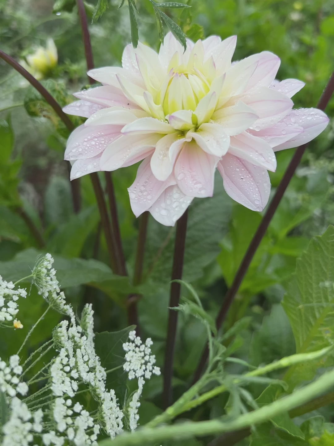 Dahlia Silver years