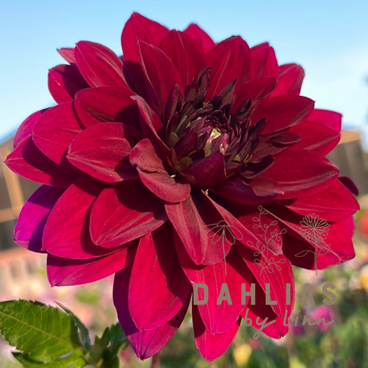 Dahlia Admiral Rawlings