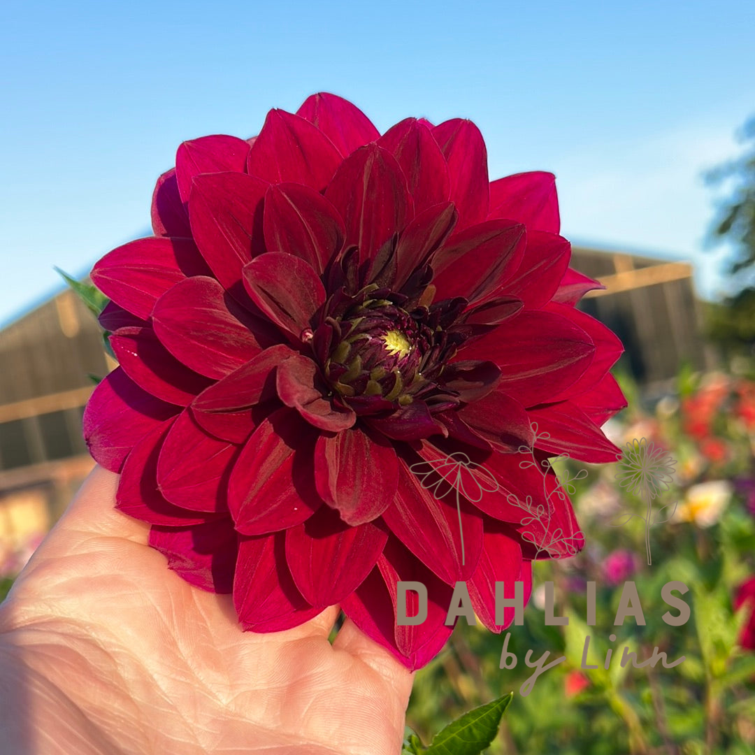 Dahlia Admiral Rawlings