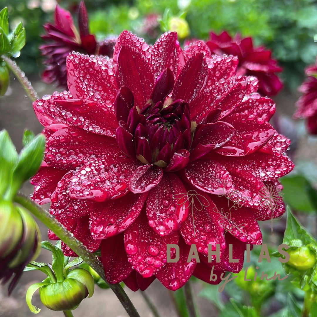Dahlia Arabian Night