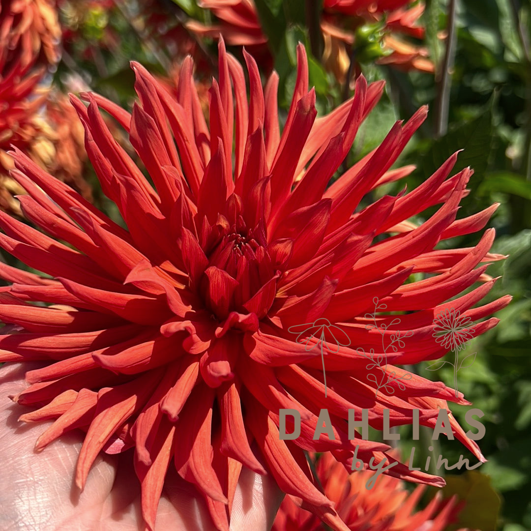 Dahlia Autumn Orange