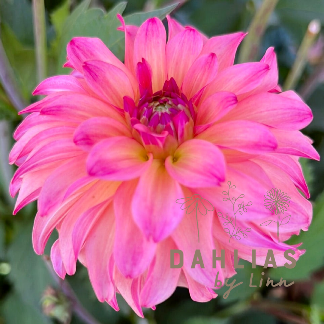 Dahlia Belfloor